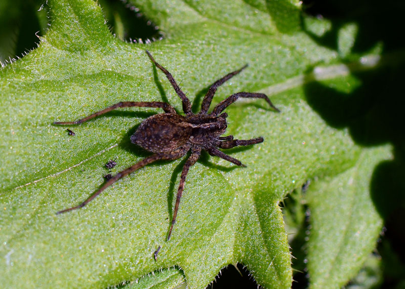 Pardosa sp.  - Campo Felice (AQ)